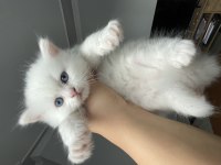 British longhair yavrular
