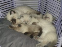Nadir kahverengi British ve British Blue Point Yavrular