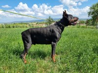 KIF SCR DOBERMAN YAVRULARI