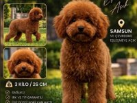 Deneyimli Erkek Poodle
