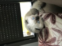 Sevgi dolu bir aileye scottish fold
