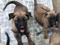 Safkan Irk Garantili Belçika Kurdu