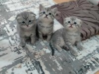 Scottish straight ve british shorthair yavrular