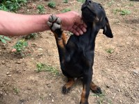 3 AYLIK DOBERMAN YAVRUSU