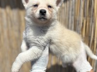 Mas mavi deniz gözlü husky yavrularım
