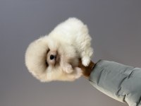 Yurtdışı pasaportlu Pomeranian yavrular