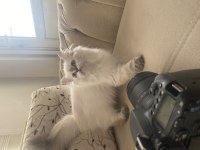British longhair kedimiz