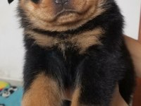 Rottweiler ırkının en iyisi