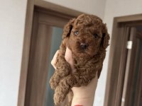 Harika Poodle Köpeği