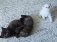 British shorthair yavrulara sıcak yuva