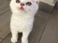 Safkan Scottish fold dişi mavi gözlü kedimiz