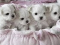 Shih tzu köpeği yavruları