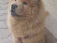 4 aylık erkek çin aslanı