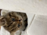 Veteriner hekim kontrolünde büyüyen scottish fold yavrular