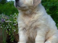 Golden Retriever Adrese Teslim Kapıda Ödeme Yapabilirsiniz
