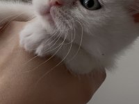 Kedilerimize yeni güzel yuvalar arıyoruz ☺️