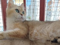 British shorthair ny11 dişi 1.5 yaşında kedimiz