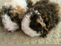 Guineapig Yavrular Aynı Gün Set Halinde Teslim Edilir