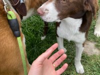 YAVRU AV KÖPEĞİ