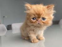 SAFKAN BAL KÖPÜĞÜ YAVRU İRAN KEDİSİ ( 2 AYLIK )