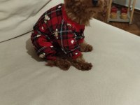Acil Toy Poodle