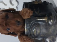 Safkan Red Brown Toy Poodle Bebekler