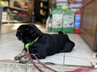 Egzotik Pug üretmek isteyenlere kaçırılmayacak fırsat
