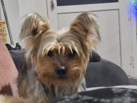 Terrier (Yorkshire)