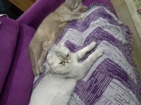 Scottish fold dişi kedi