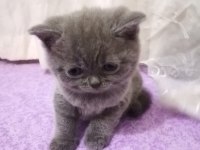 British Shorthair 50 Günlük