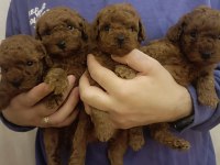 Safkan Red Brown Toy Kore Poodle Yavrular - Üst Kalite