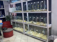 SEVİMLİ HAMSTER ve Tüm aksesuarları ADRESE TESLİM