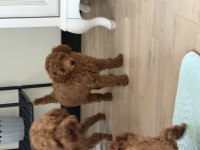 Yavru poodle