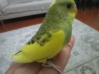 Sarı Prenses Muhabbet Kuşu