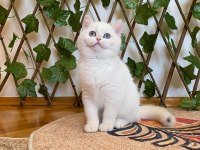 Golden NY1233 Dişi British Shorthair Golden