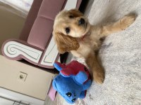 5 aylık english cocker