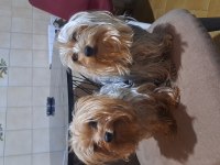 Yorkshire Terrier 3 Yaşında