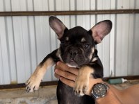 Black Tan Renk 3.5 Aylık French Bulldog