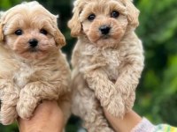 Karamel Maltipoo Teacup