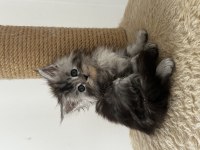 Tablo gibi güzel bir kız saf kan maine coon