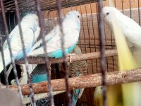 Yavru + yetişkin Muhabbet kuşları isteyene toptan