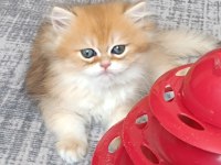 Muhteşem Güzellikte Golden British Longhair Yavrular