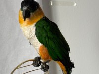 Caique Papağanı (Siyah Başlı Caique)