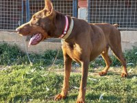 A kalite doberman yavrular