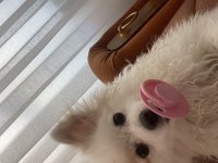 Pamuk prenses pomeranian