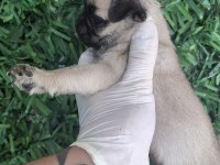Güzel kaliteli pug yavrulara sahip olmak isteyenler için