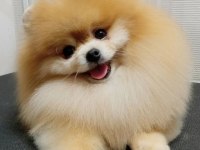 Pomeranian Boo Irk Garantili Yavrular