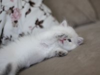 Anne baba şecereli tam bir asilzade british longhair