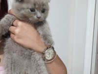 Scottish fold bebekler ilanda