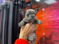 KALİTELİ BLUE FRENCH BULLDOG